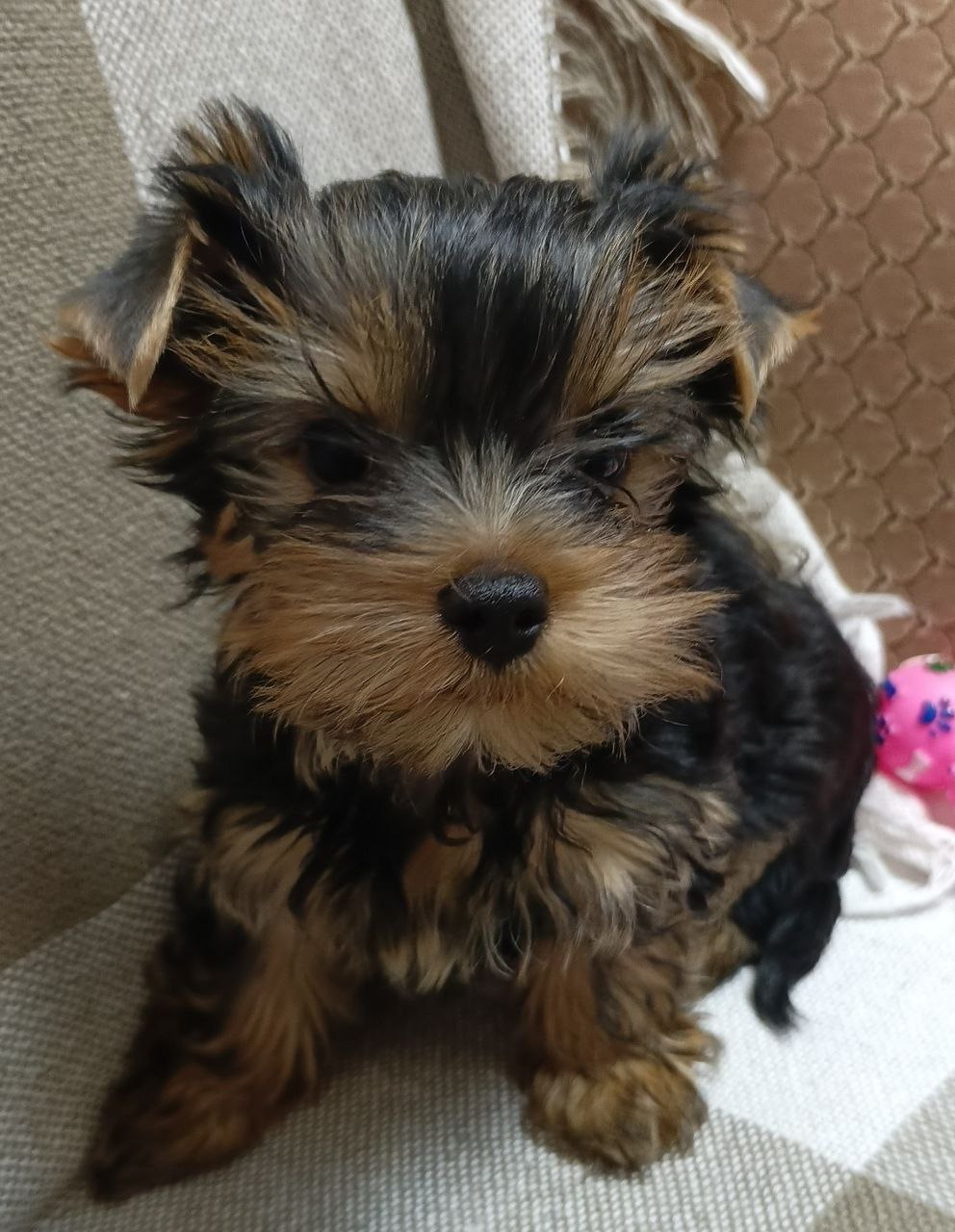 Щенок йоркширского терьера - Животные в Балашиха